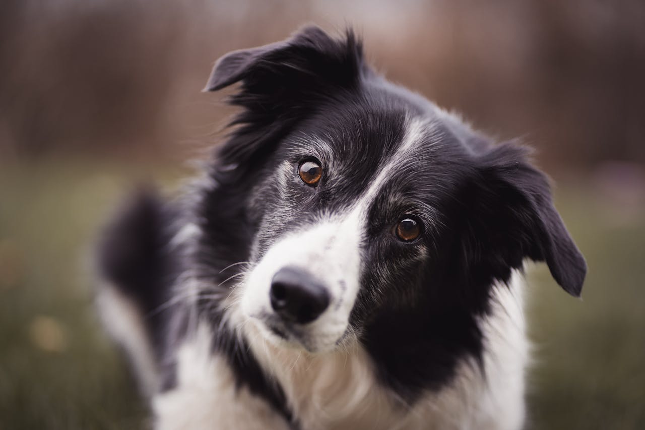 Border Collie – co to za rasa? Charakterystyka, pielęgnacja, choroby i cena