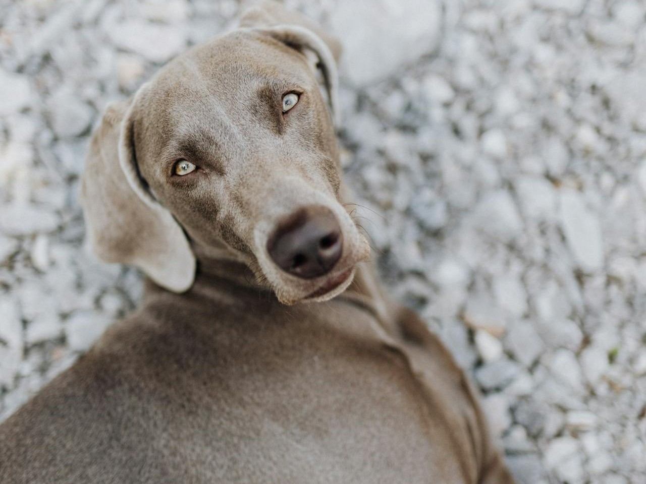 Dog niemiecki – Apollo wśród psów. Charakterystyka rasy, pielęgnacja, żywienie i cena